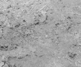 Али — фото 1